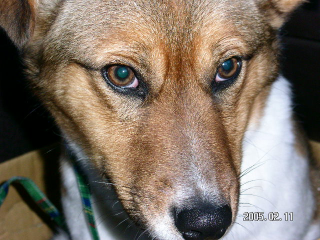 �礭����Ĺ