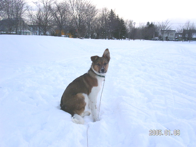 �礭����Ĺ